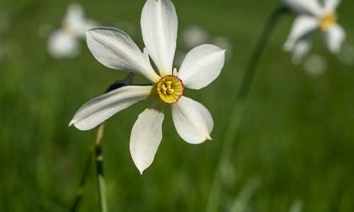 The Daffodil Trail